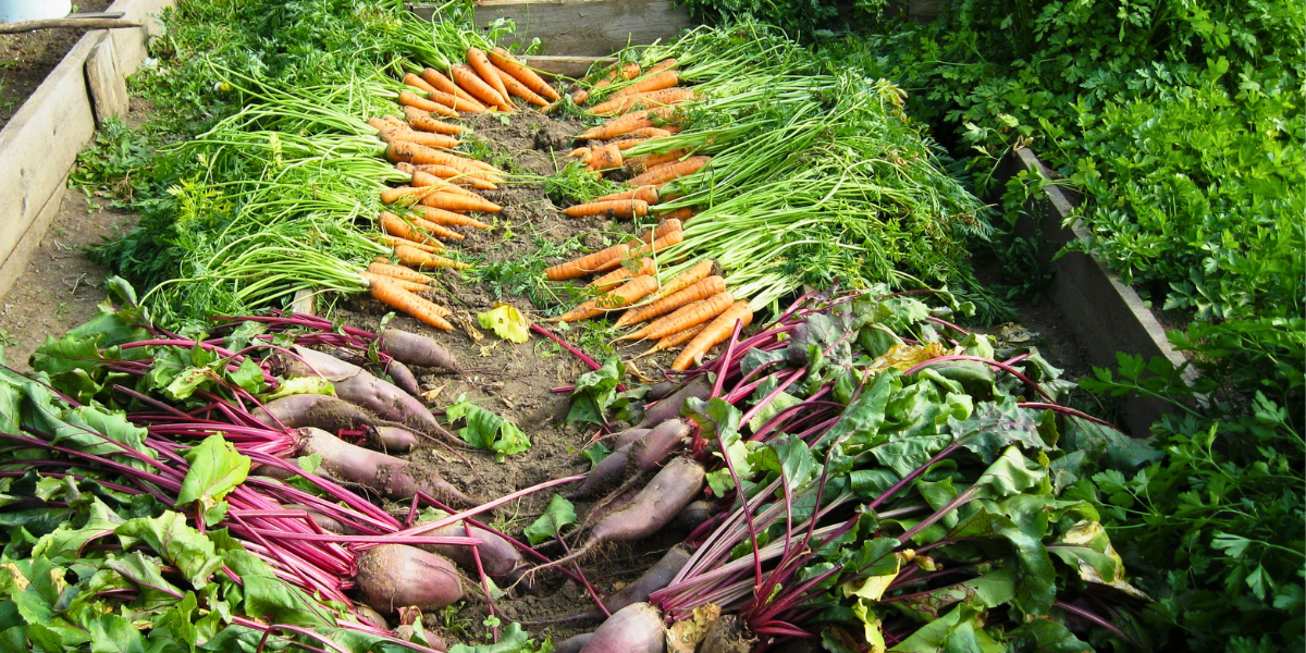 Row of carrots and beetroot